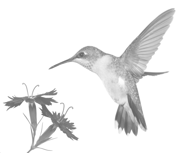 black and white image of humming bird and flower