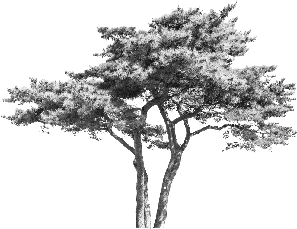 black and white image of tree