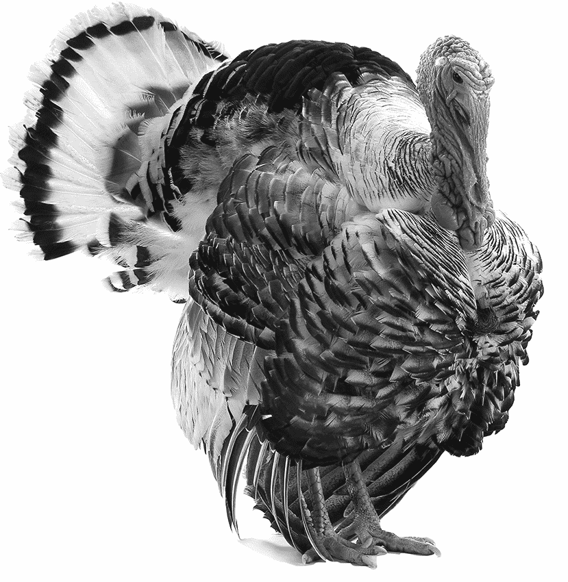 black and white image of turkey