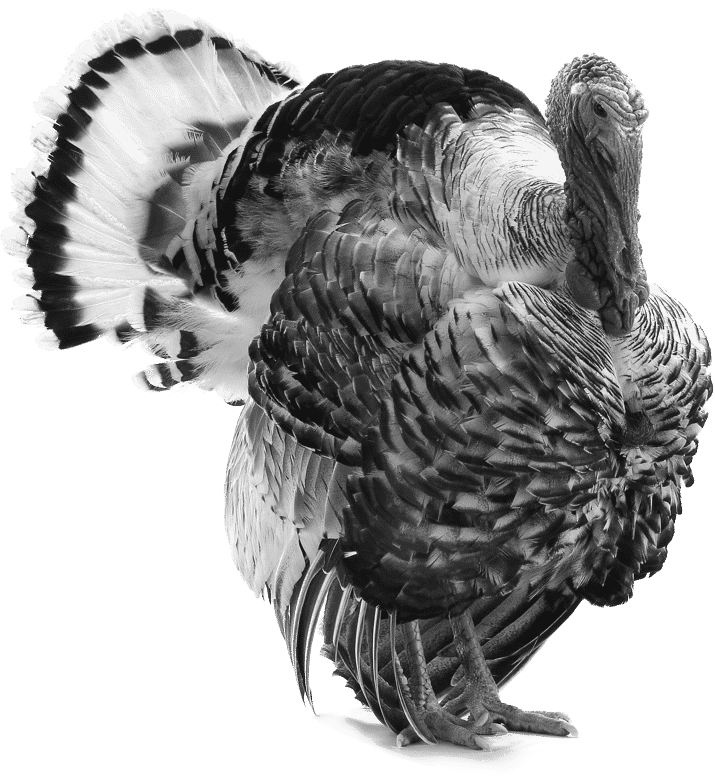 black and white image of turkey